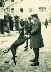 resized Archives  Great Dane